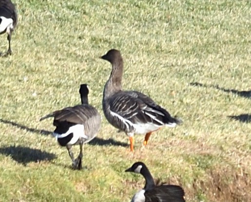 Tundra Bean-Goose - ML646083432