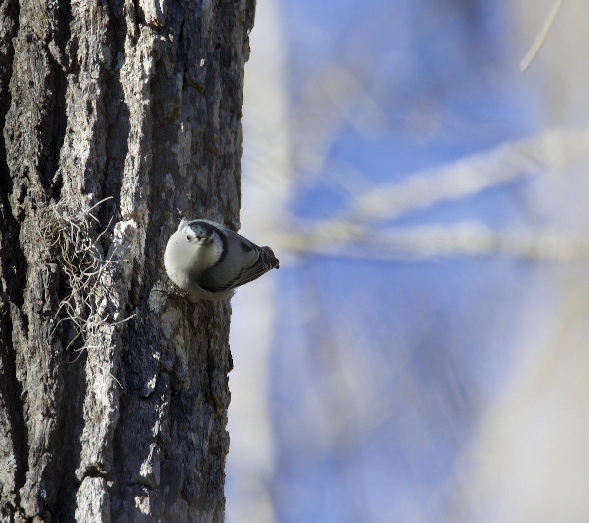 White-breasted Nuthatch - ML646083434