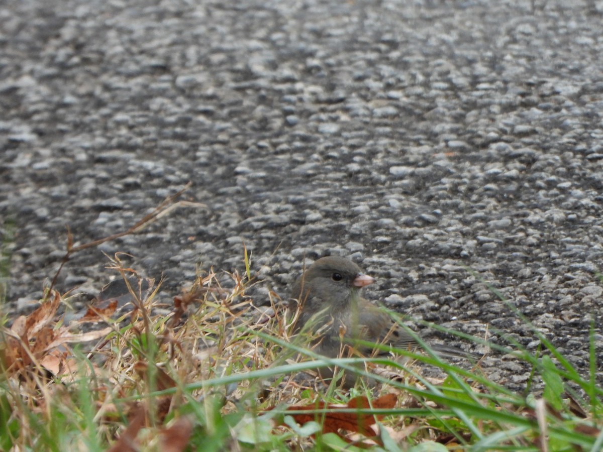 Junco ardoisé (hyemalis/carolinensis) - ML646083439