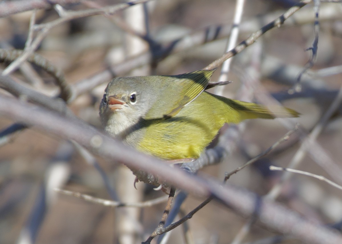 MacGillivray's Warbler - ML646083445
