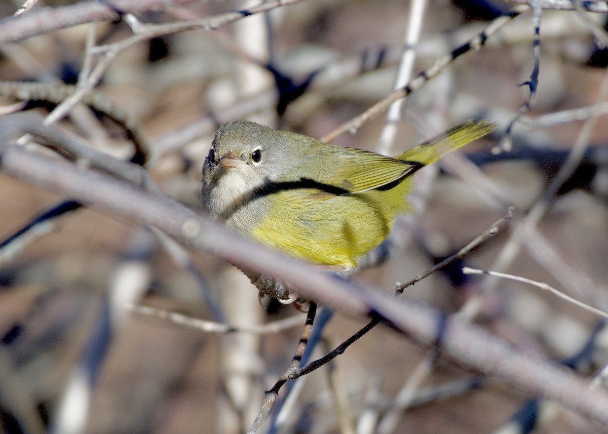 MacGillivray's Warbler - ML646083446