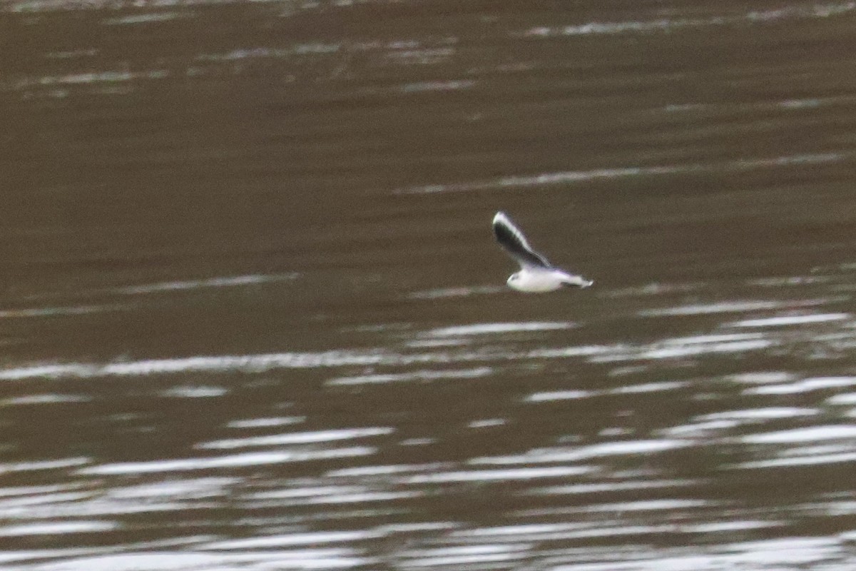 Little Gull - ML646083451