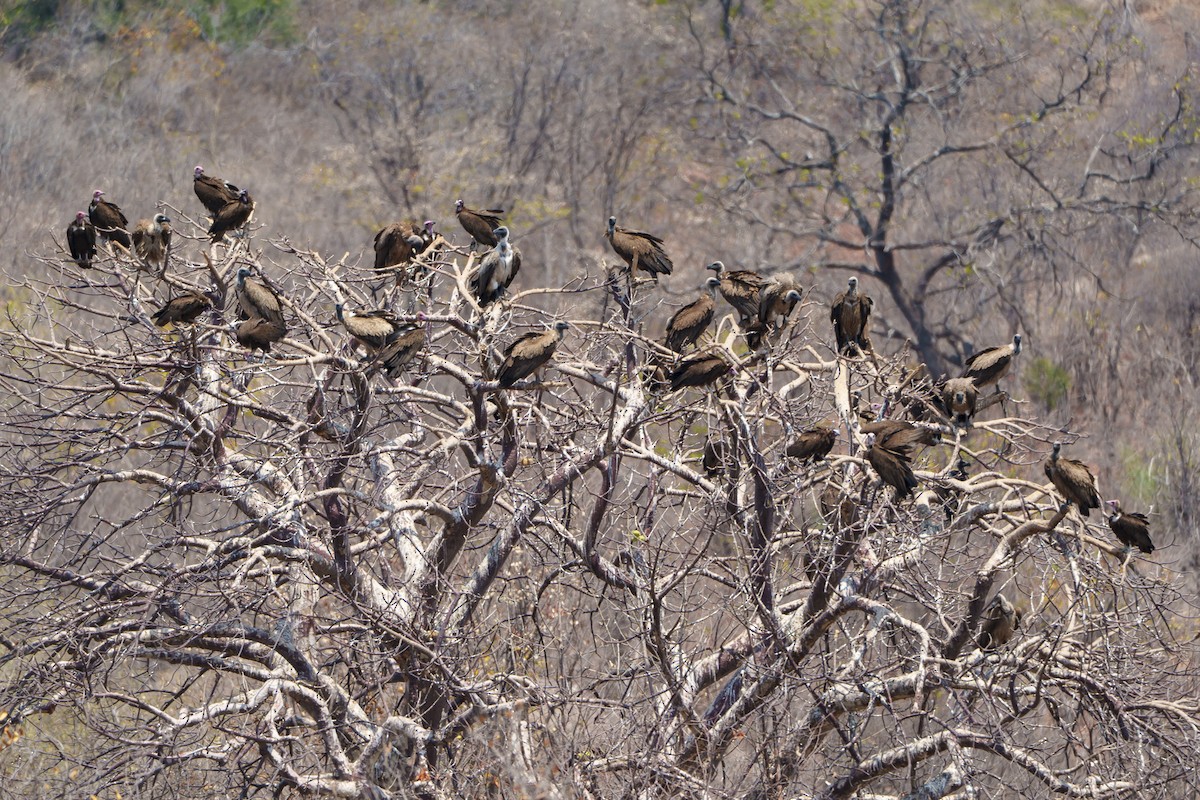 Ak Sırtlı Akbaba - ML646083458