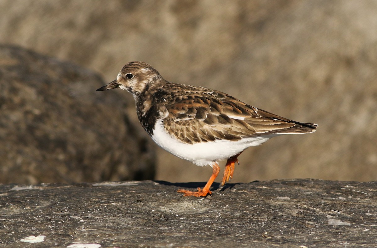 Ruddy Turnstone - ML646083460