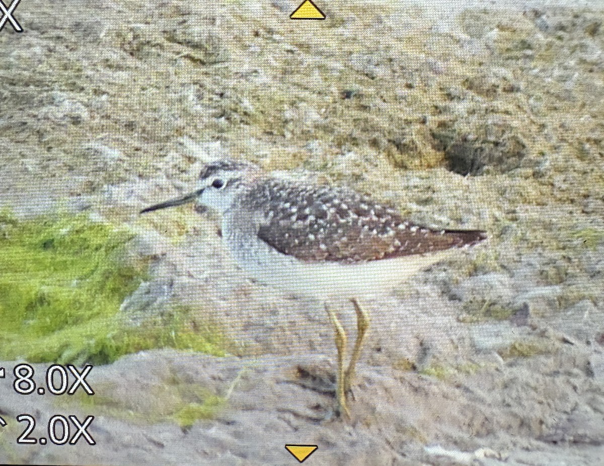 vodouš bahenní - ML646083461