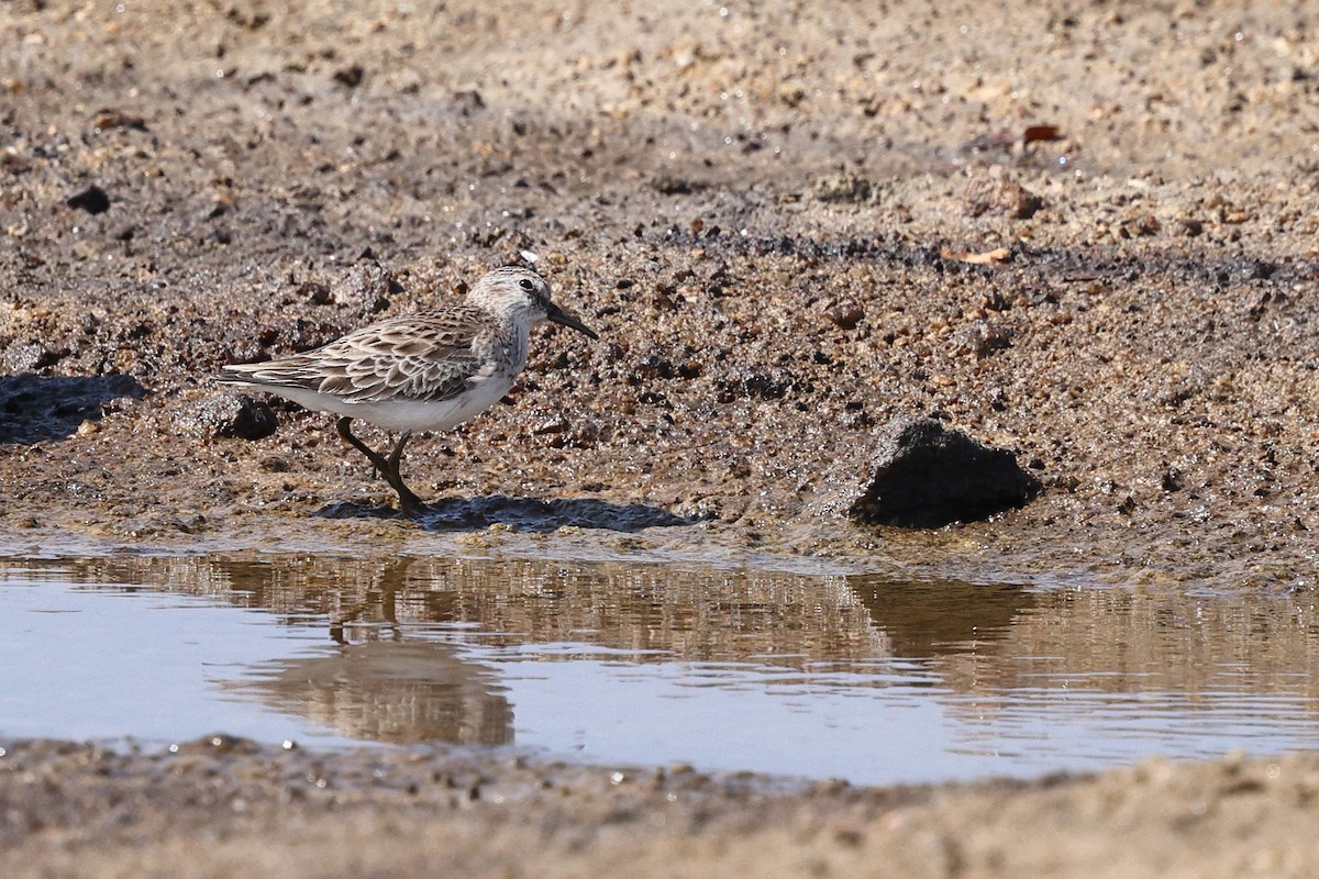 Least Sandpiper - ML646083462