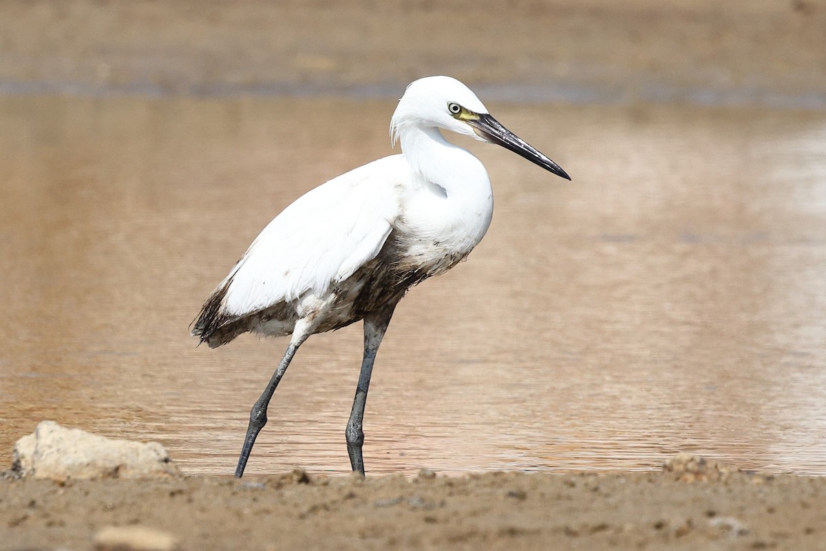 Reddish Egret - ML646083467