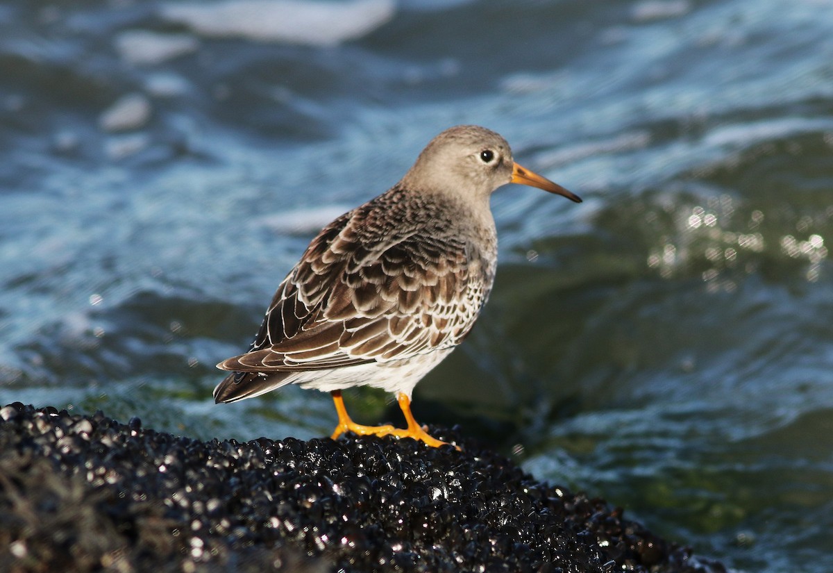 Purple Sandpiper - ML646083471
