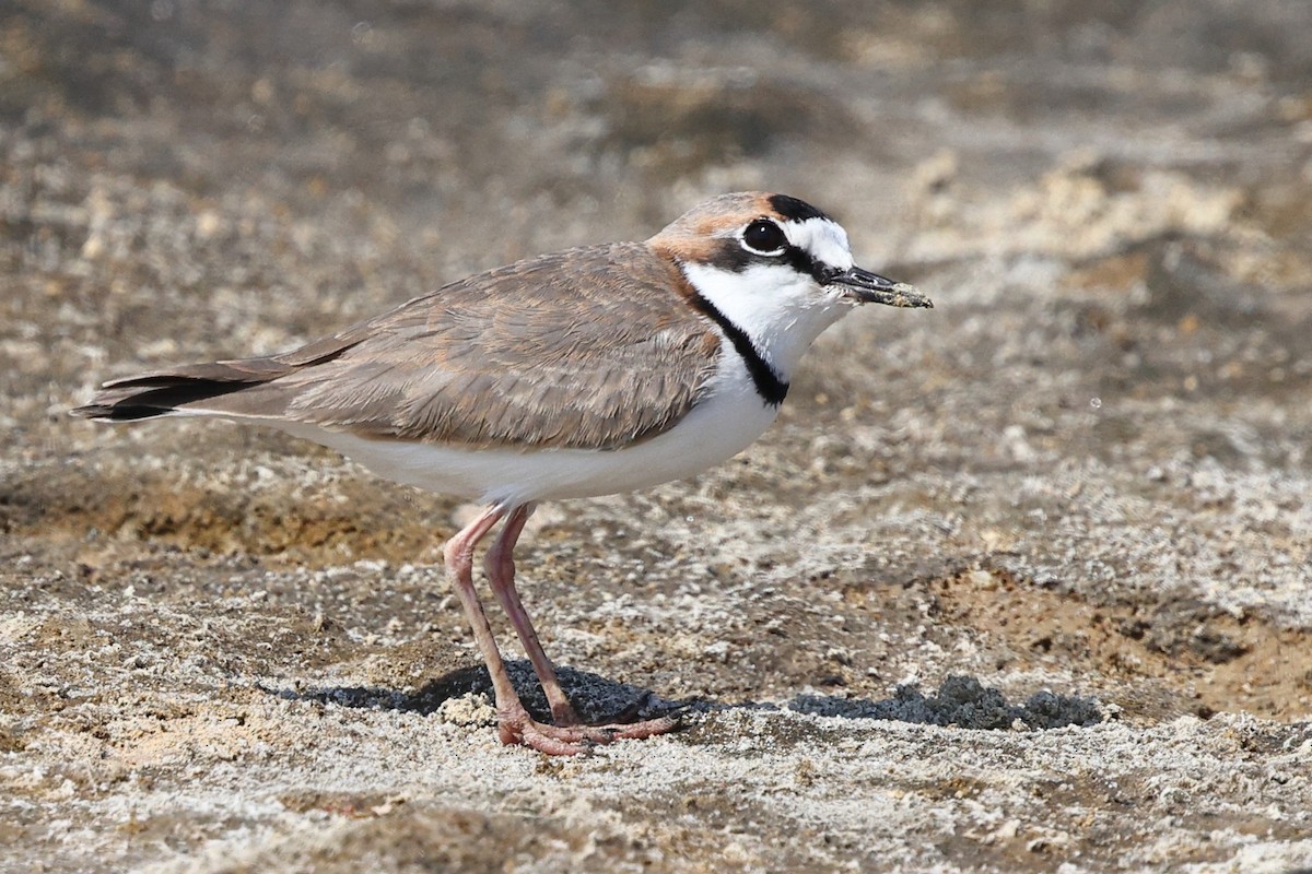 Collared Plover - ML646083472