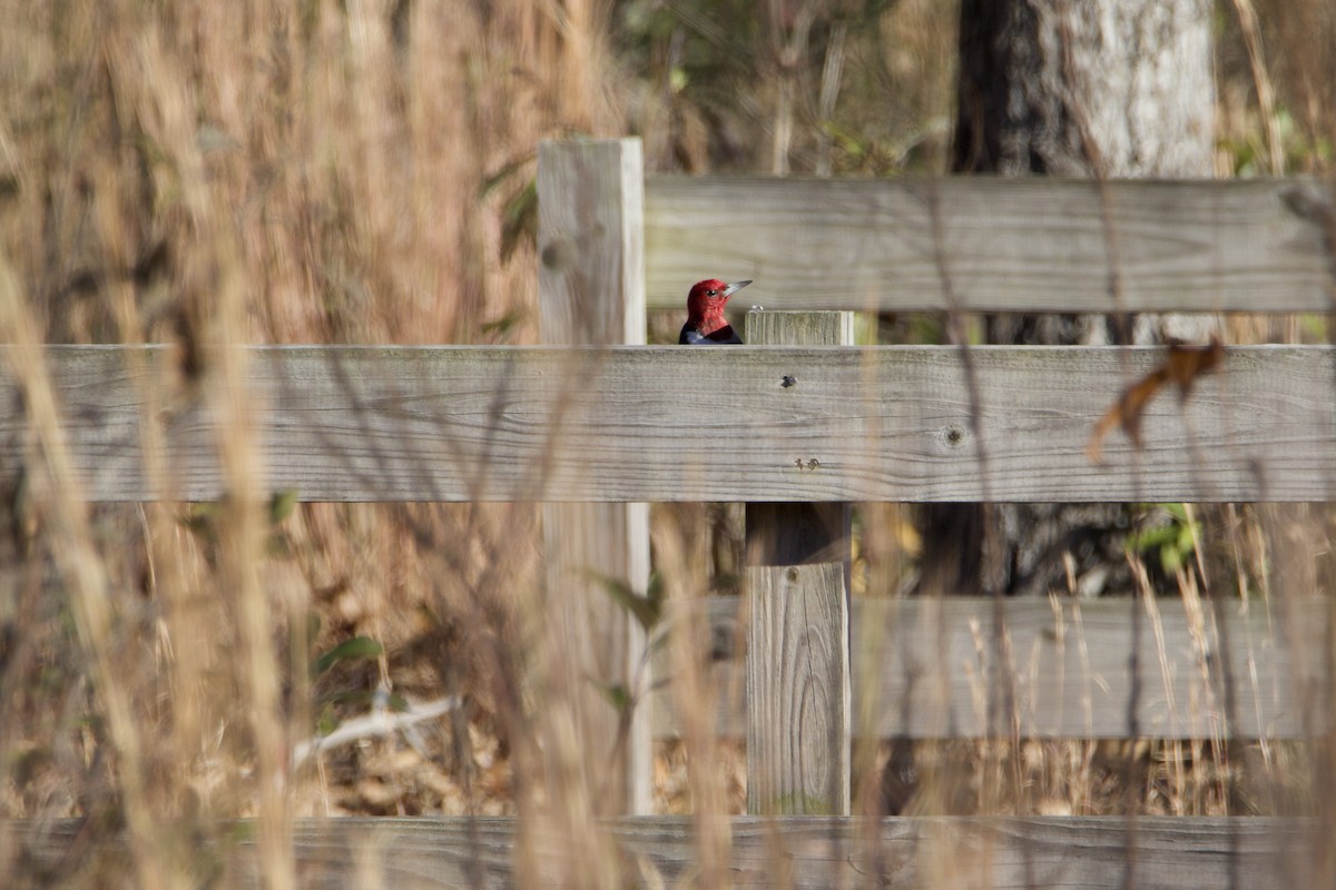 Red-headed Woodpecker - ML646083474