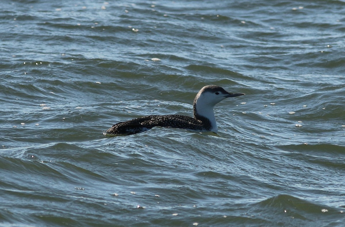 Red-throated Loon - ML646083477