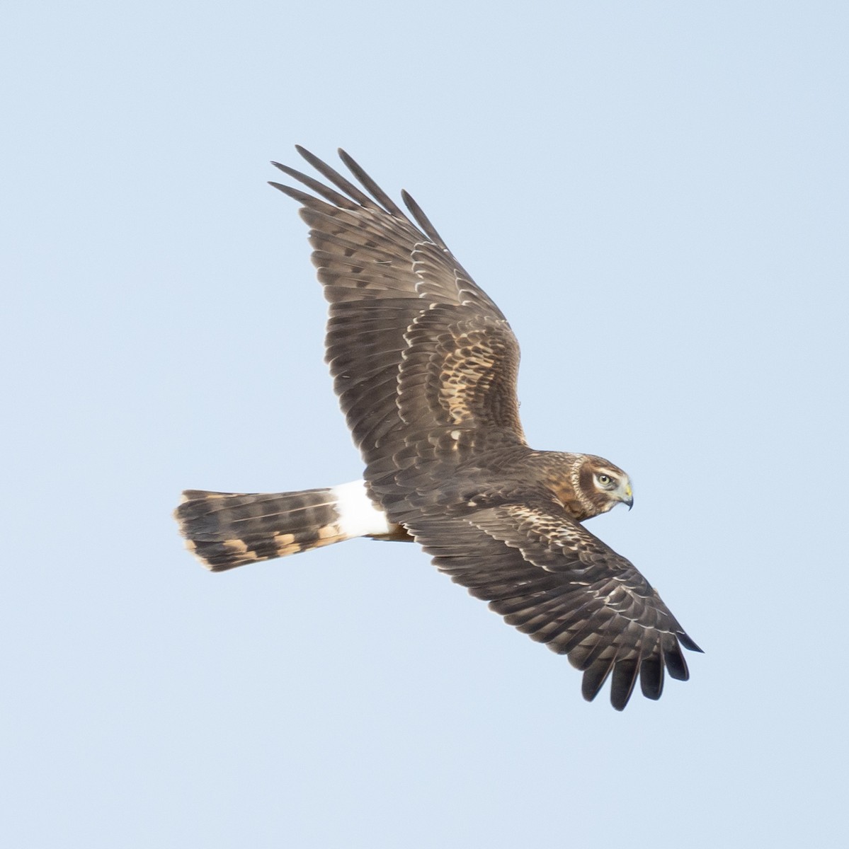 moták severoamerický - ML646083479