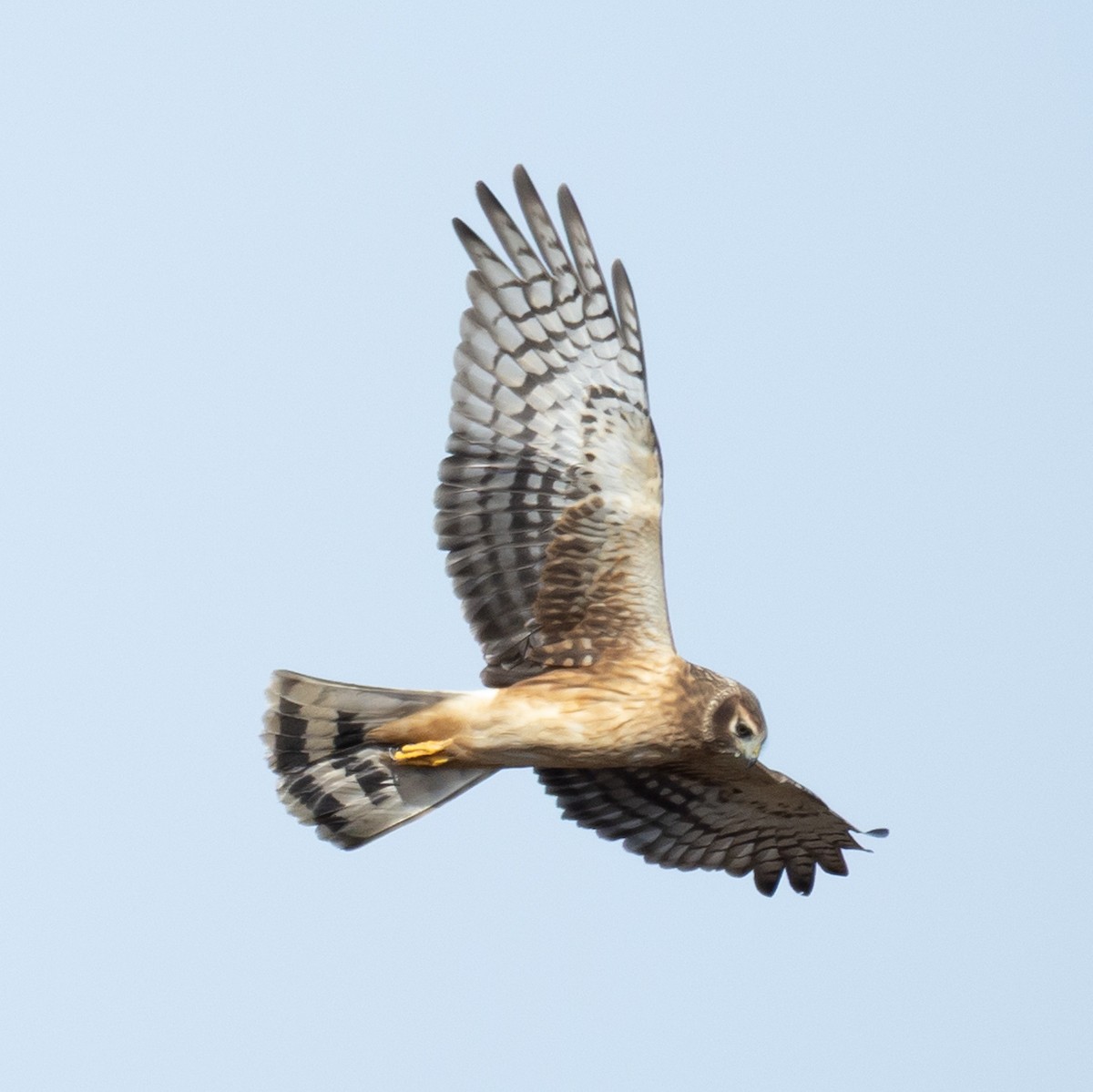 moták severoamerický - ML646083480