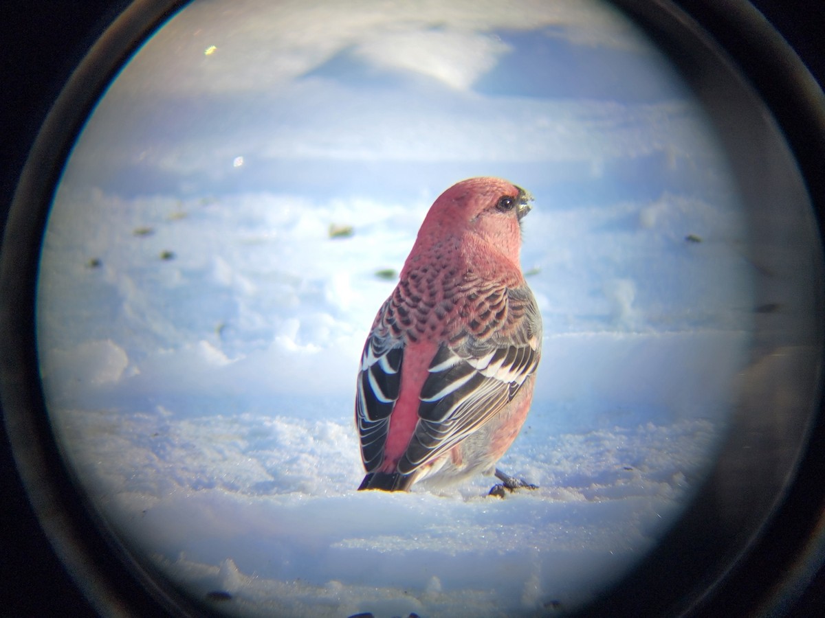 Смеречник тайговий - ML646083485