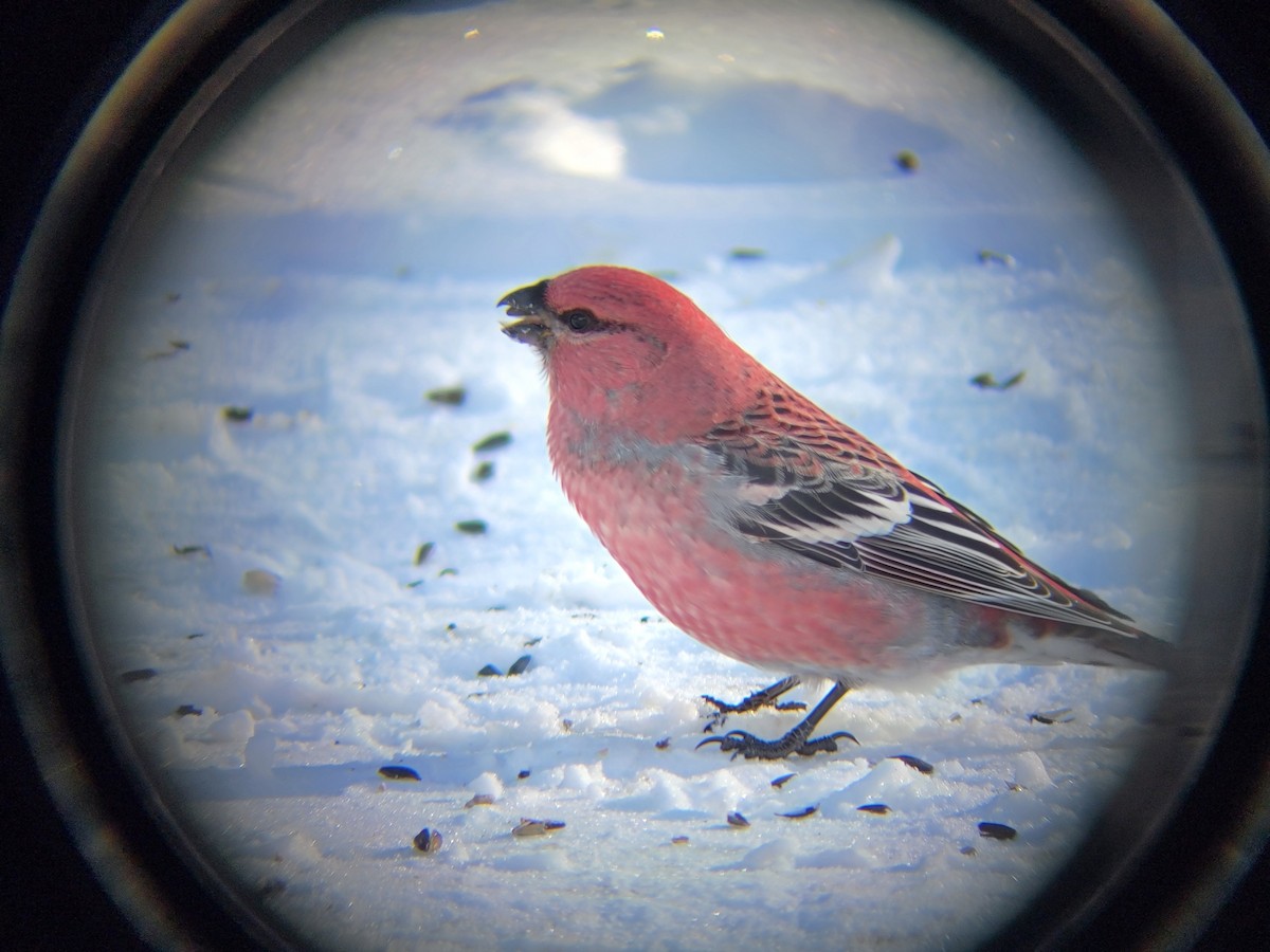 Смеречник тайговий - ML646083486