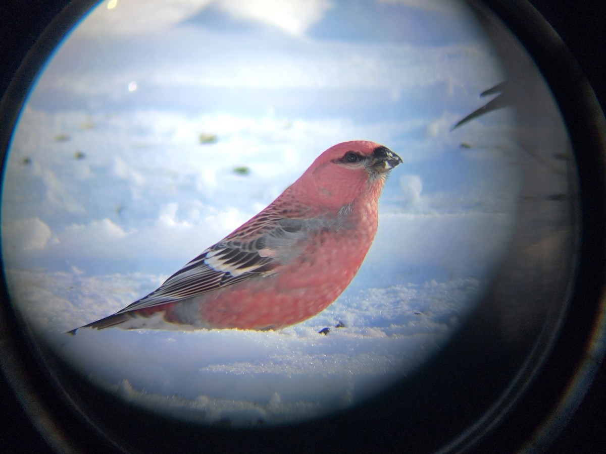 Смеречник тайговий - ML646083487