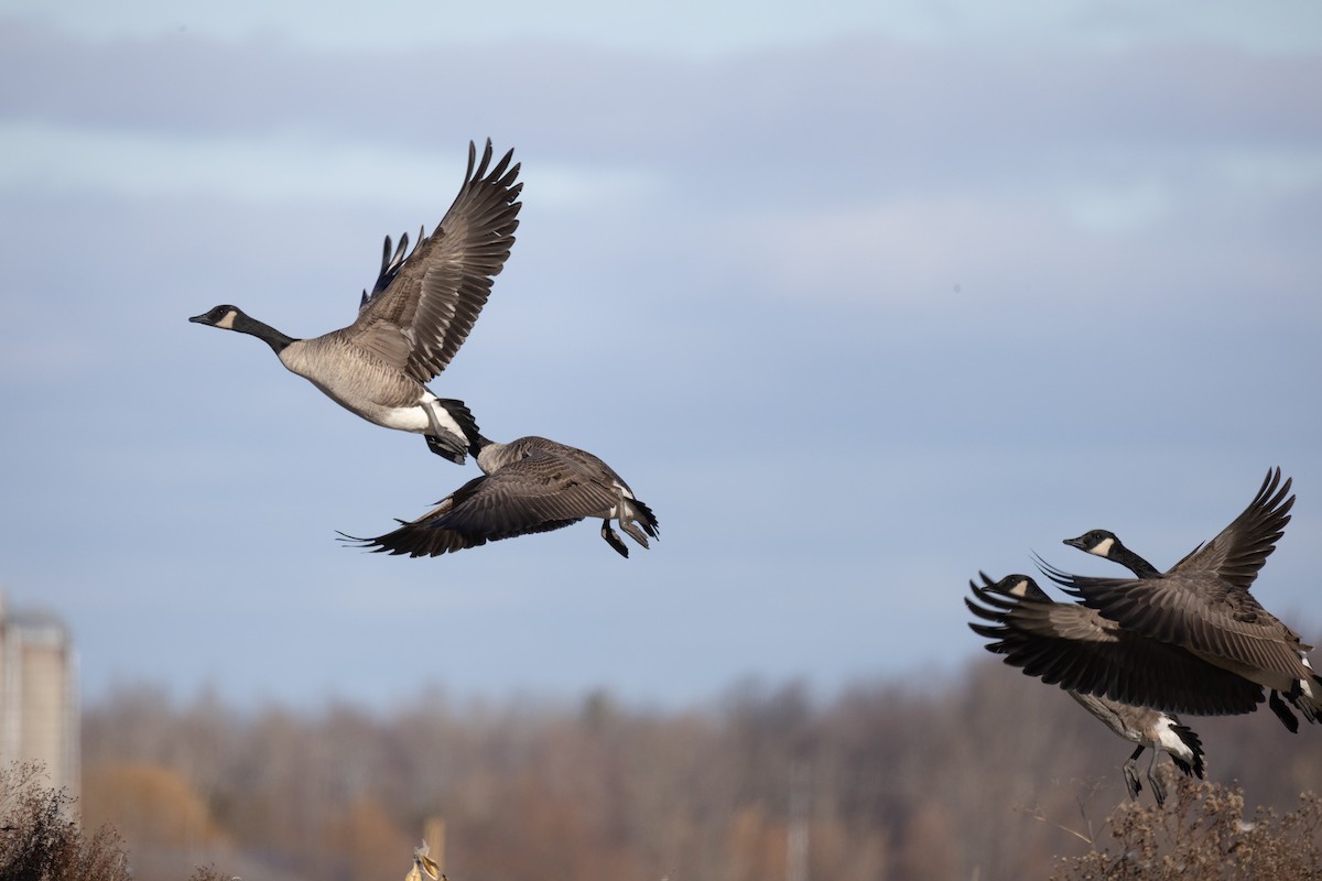 ברנטה קנדית - ML646083491