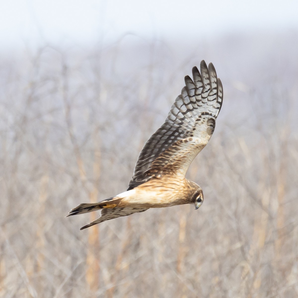 moták severoamerický - ML646083492