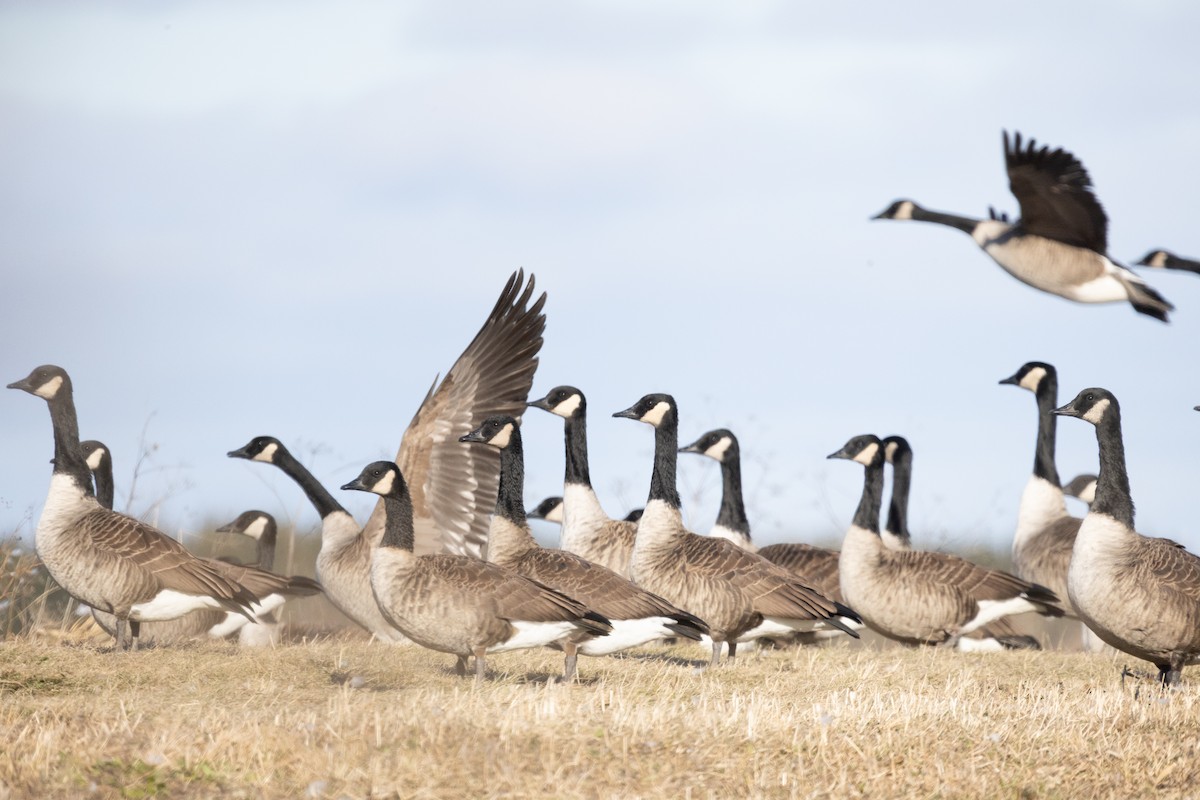 ברנטה קנדית - ML646083493