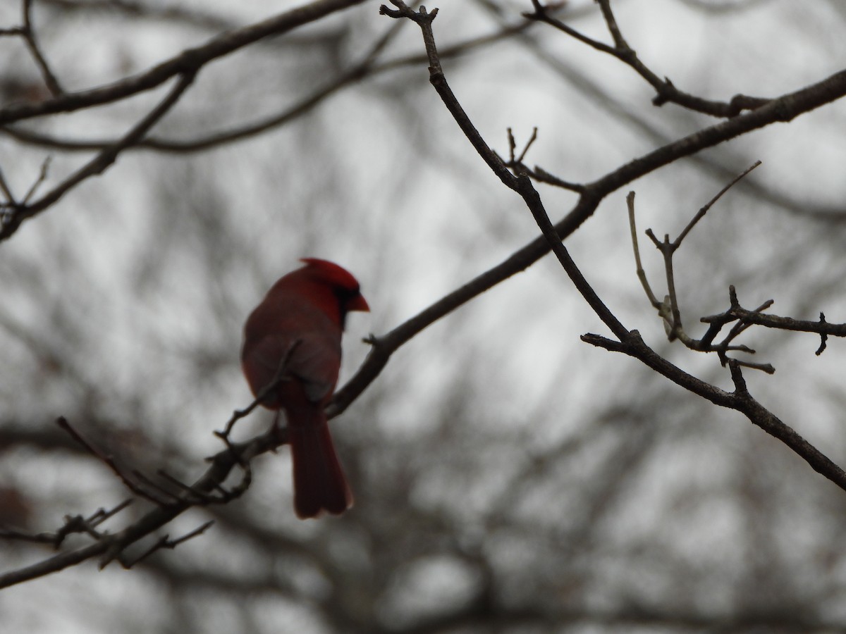 Cardinal rouge - ML646083494