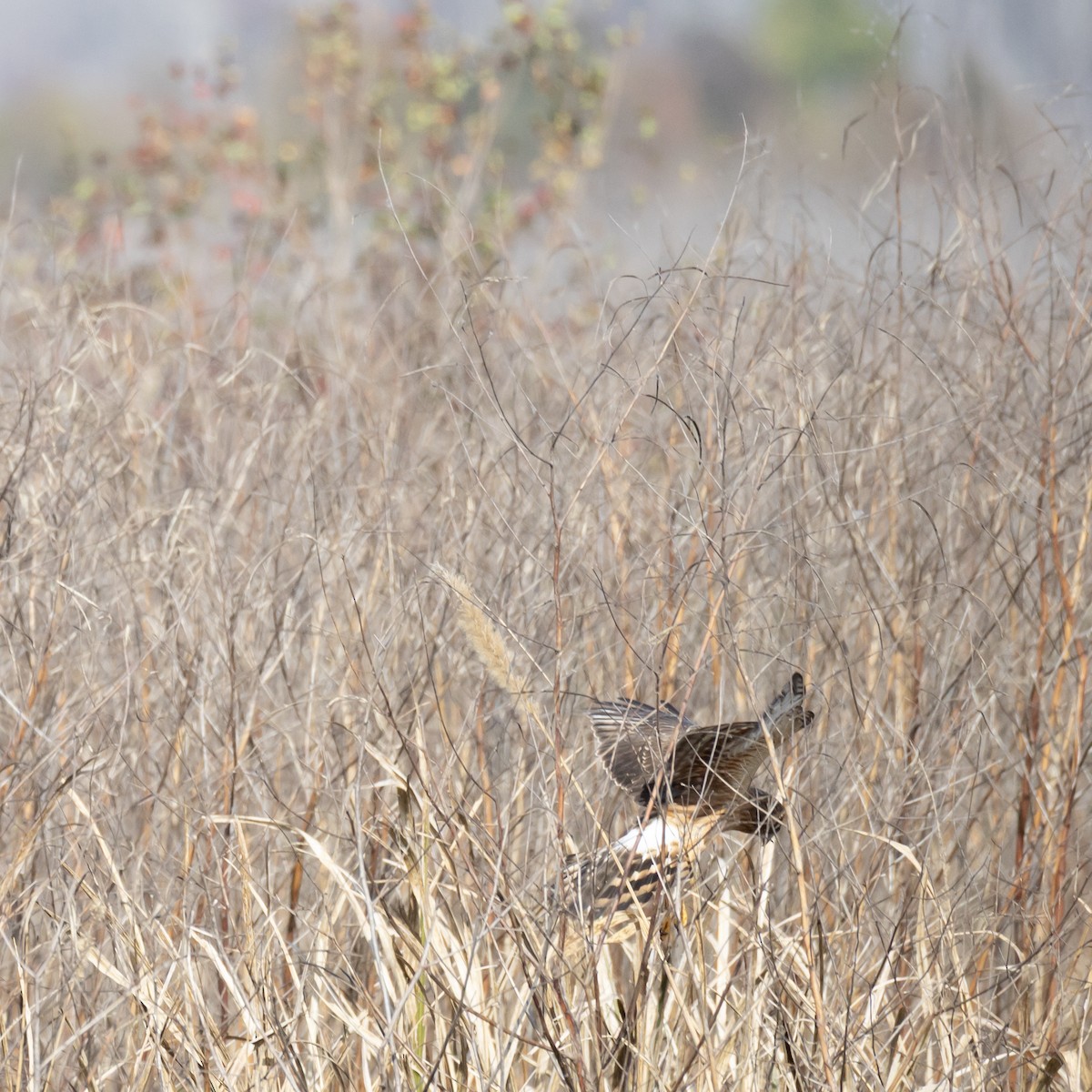 moták severoamerický - ML646083495