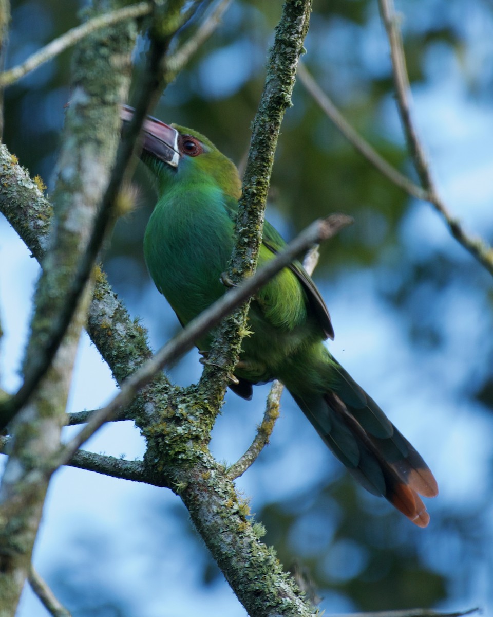Crimson-rumped Toucanet - ML646083498