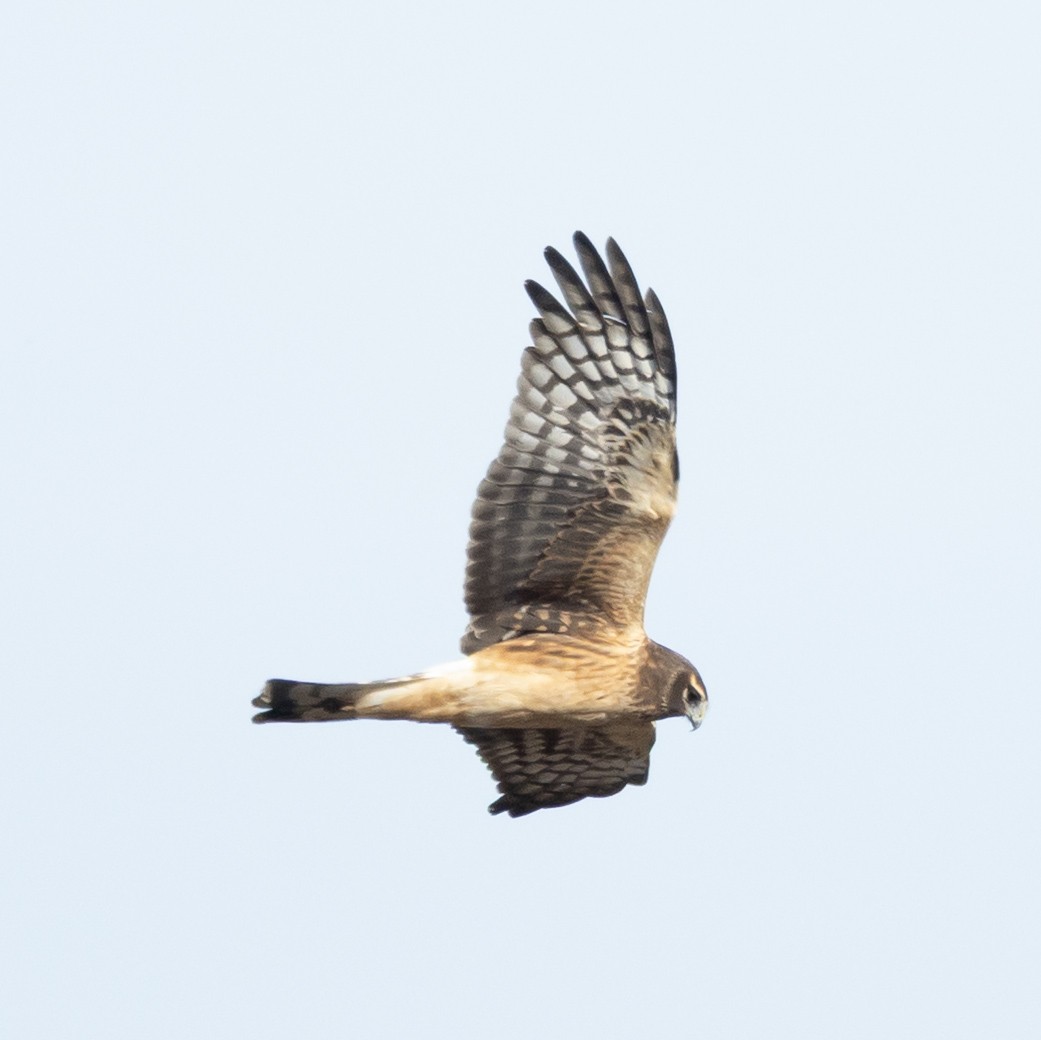 moták severoamerický - ML646083501