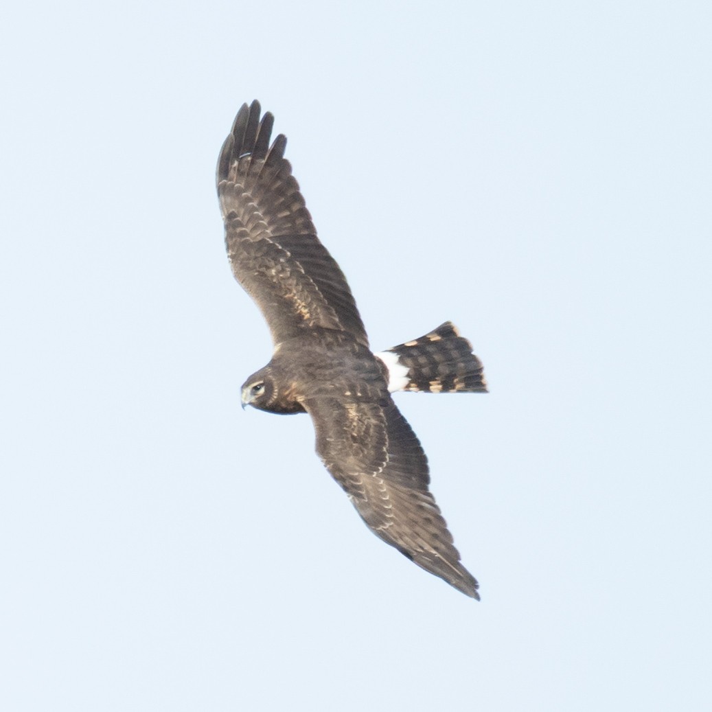 moták severoamerický - ML646083502