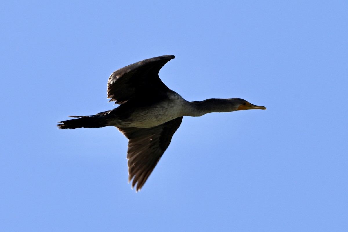 Double-crested Cormorant - ML646083503
