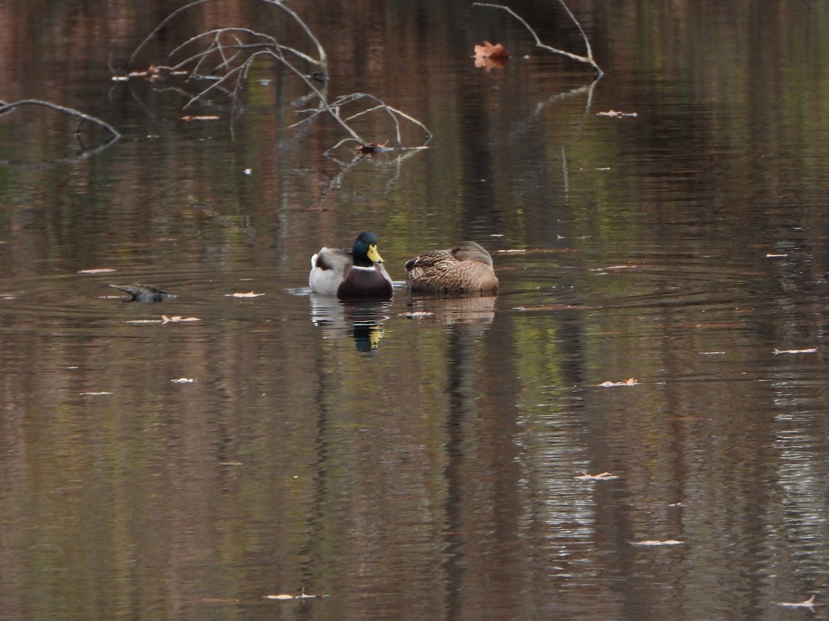 Canard colvert - ML646083504