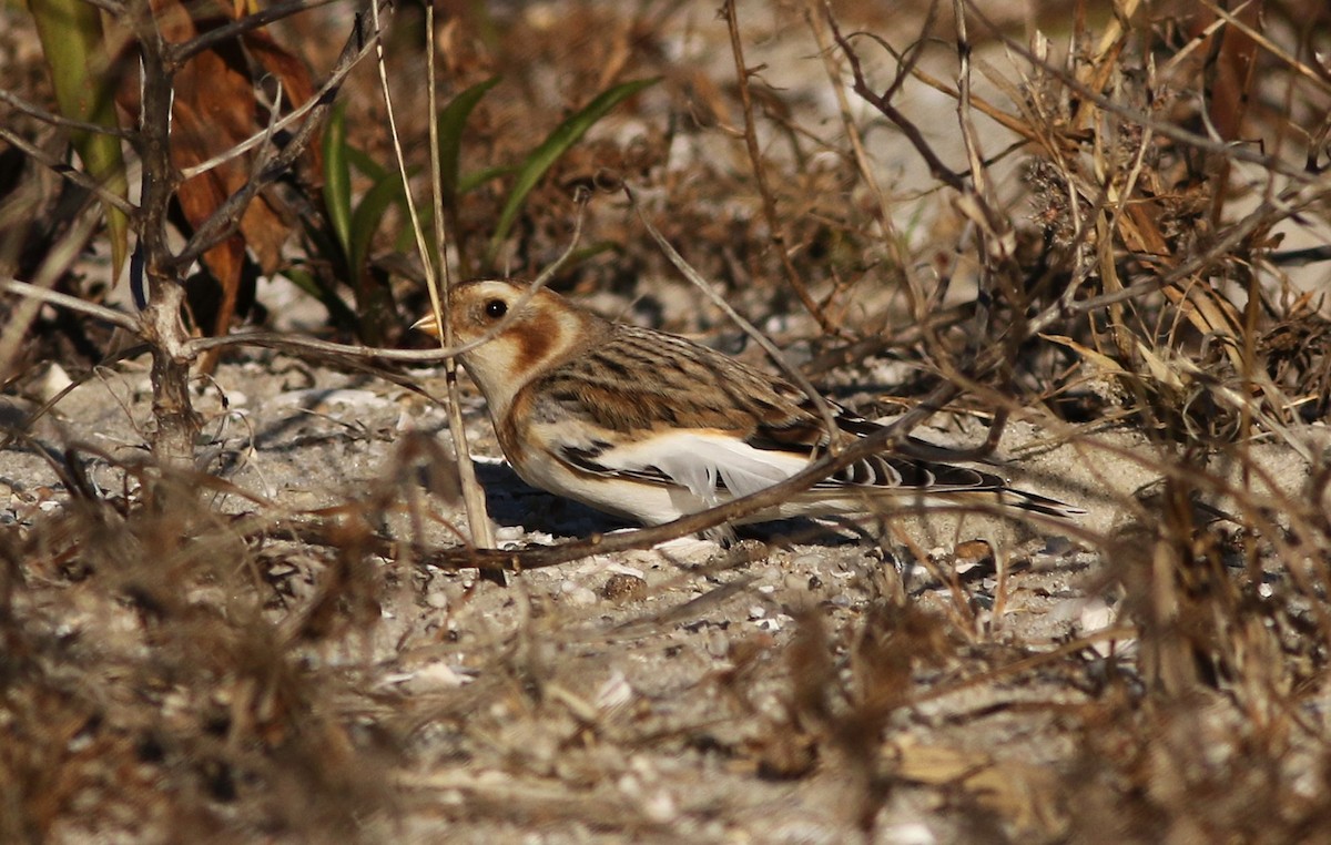 Snow Bunting - ML646083509