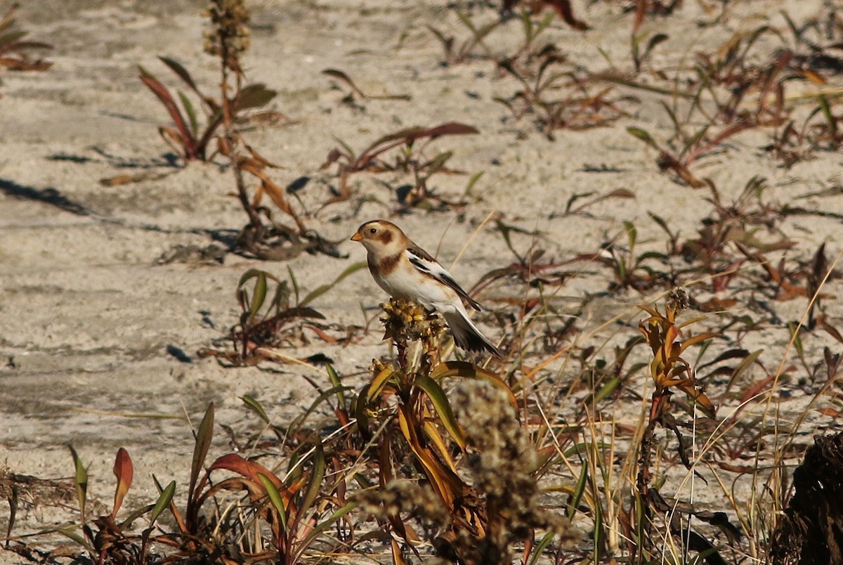 Snow Bunting - ML646083511