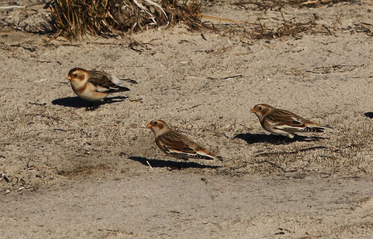 Snow Bunting - ML646083512