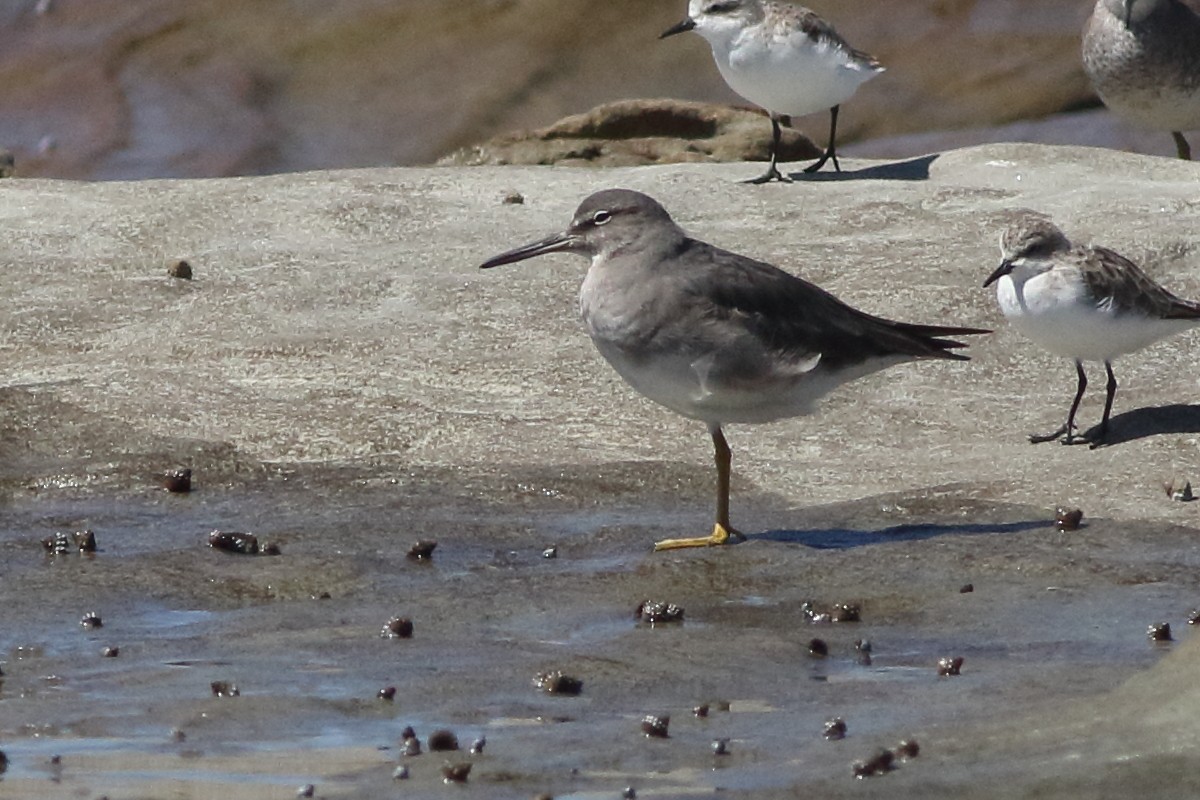 Wandering Tattler - ML646083514