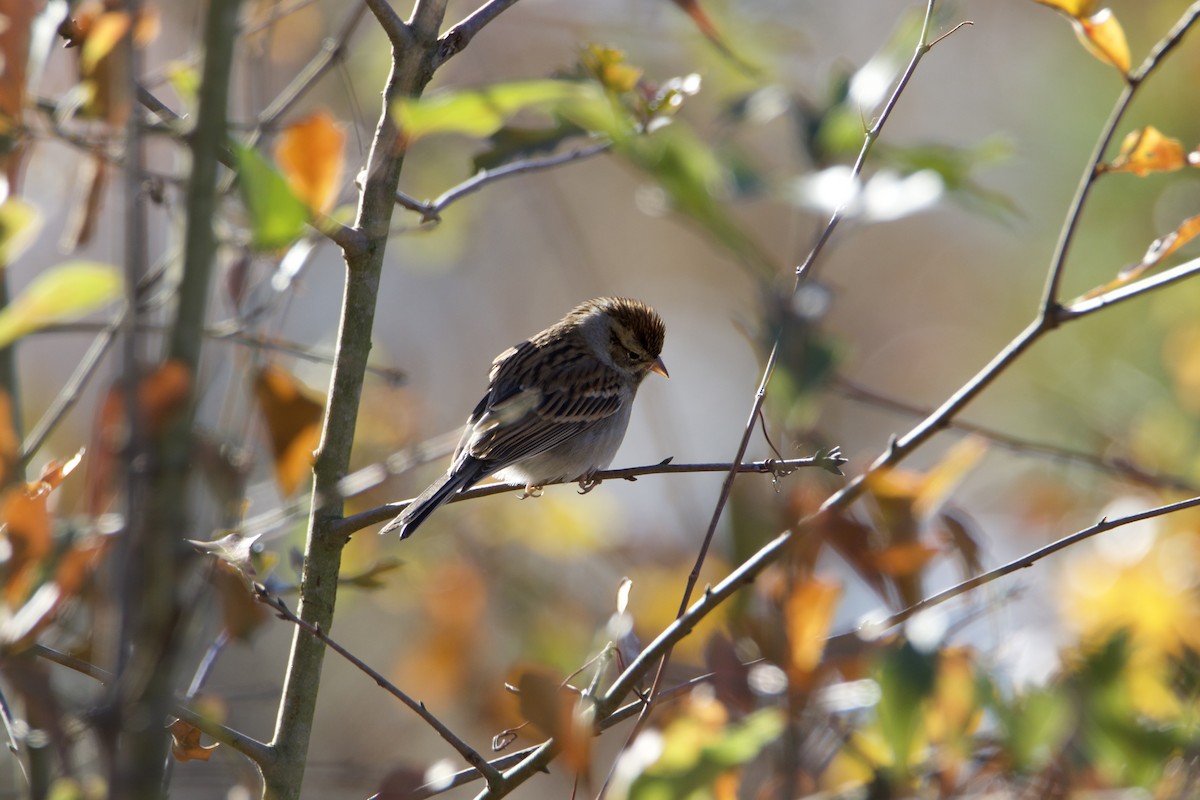 Chipping Sparrow - ML646083516