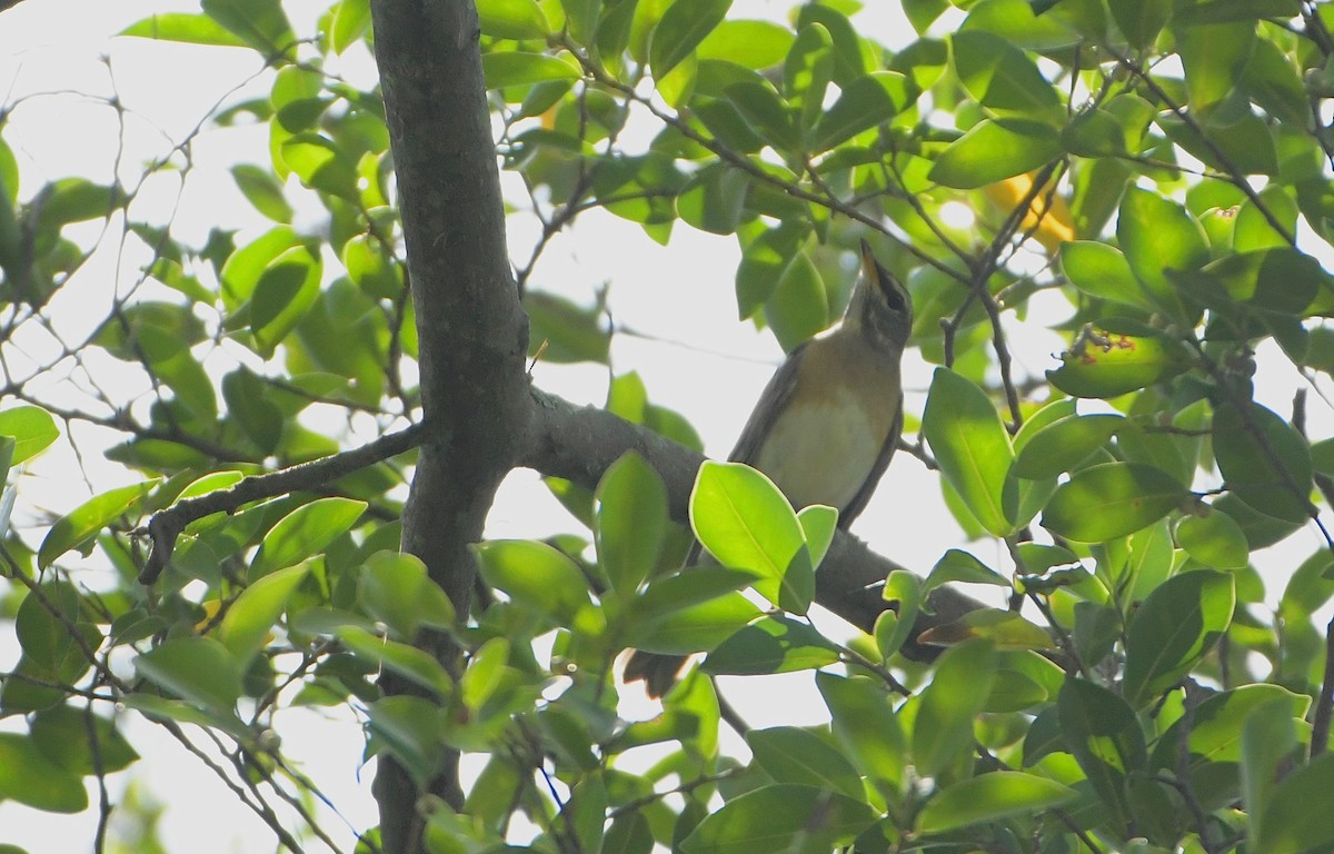 Ak Kaşlı Ardıç - ML646083521