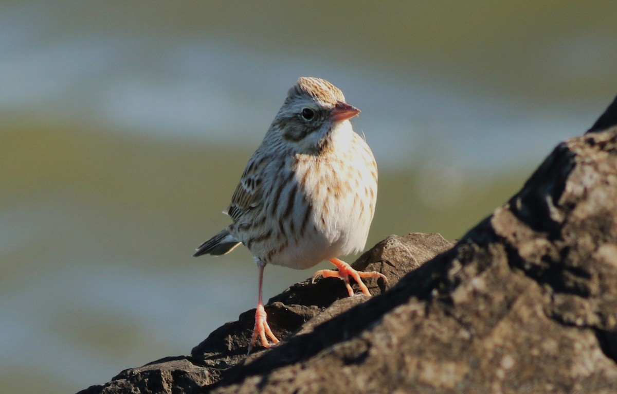 Savannah Sparrow - ML646083524
