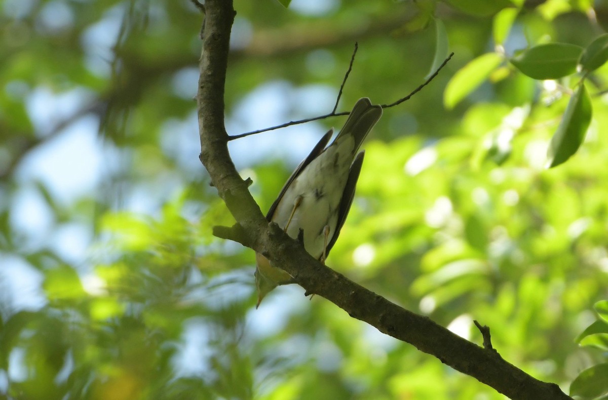 Ak Kaşlı Ardıç - ML646083530