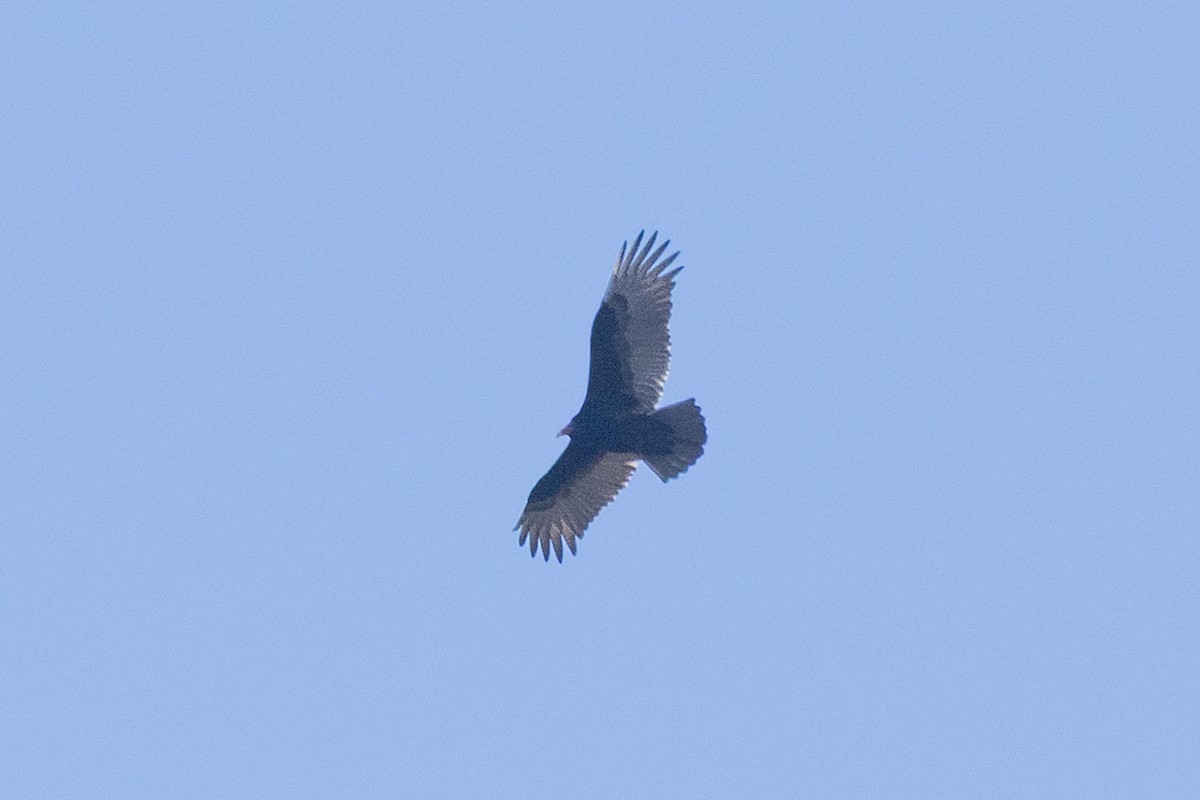 Turkey Vulture - ML646083531