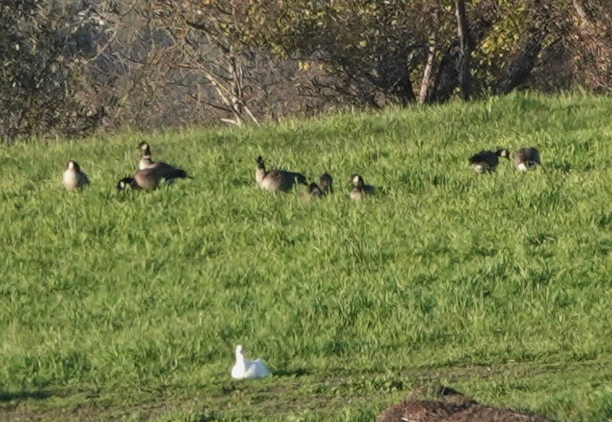 小加拿大雁 - ML646083533