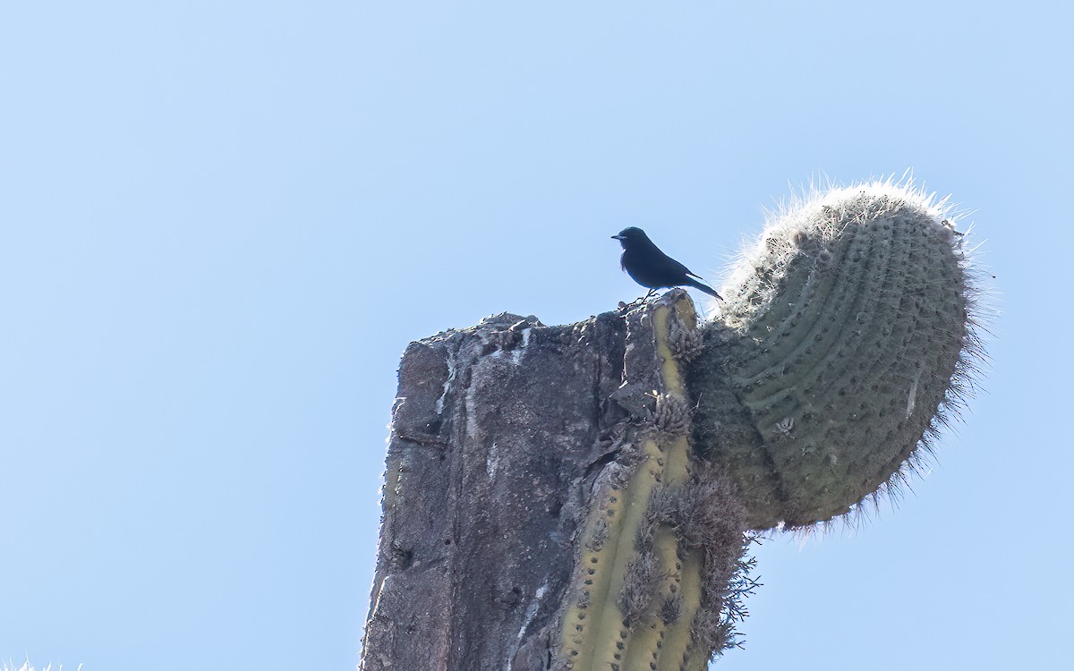 White-winged Black-Tyrant - ML646083534