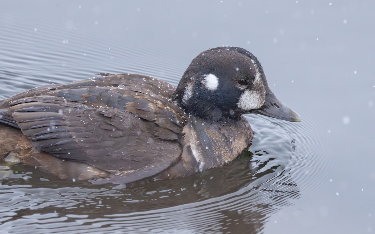 シノリガモ - ML646083536