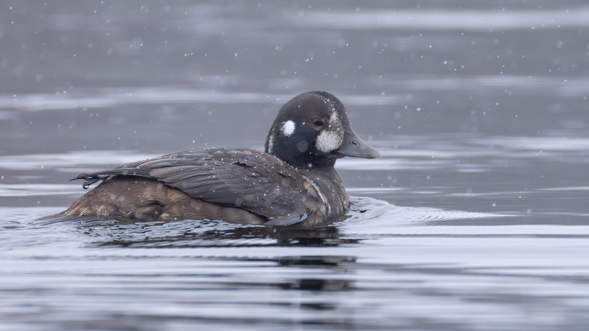 シノリガモ - ML646083537