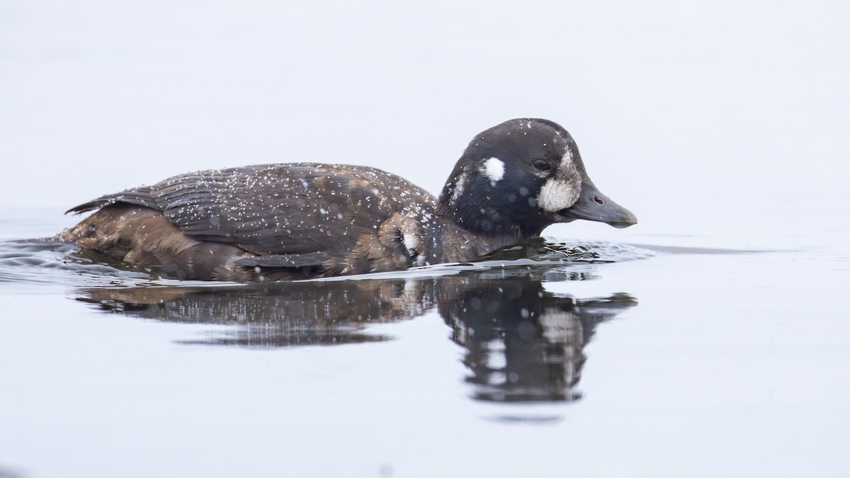 シノリガモ - ML646083538