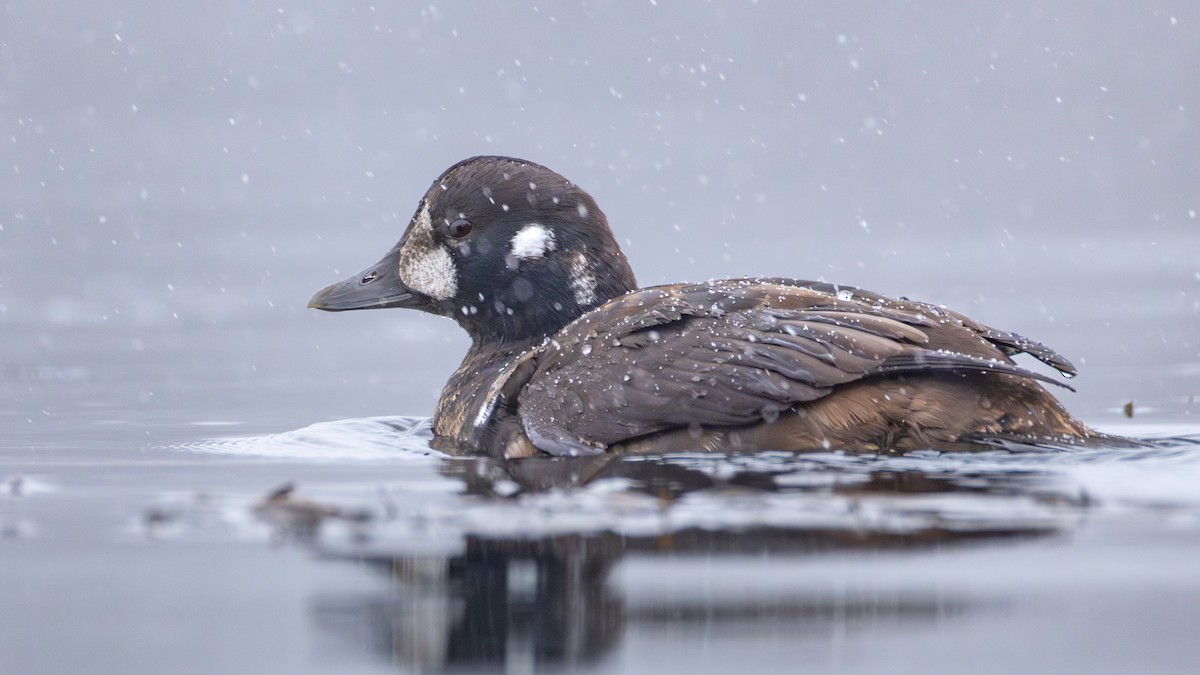 シノリガモ - ML646083540