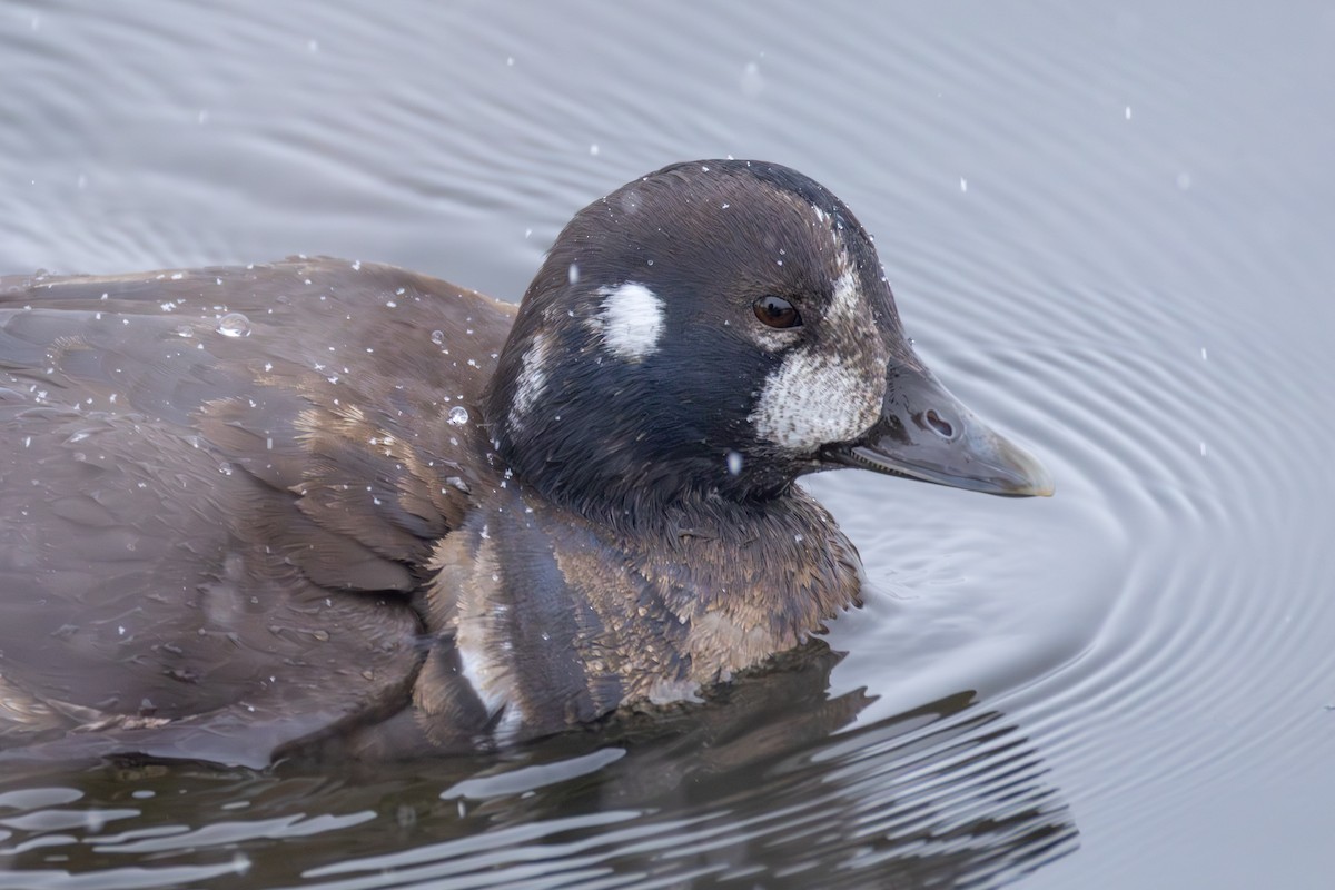 シノリガモ - ML646083541
