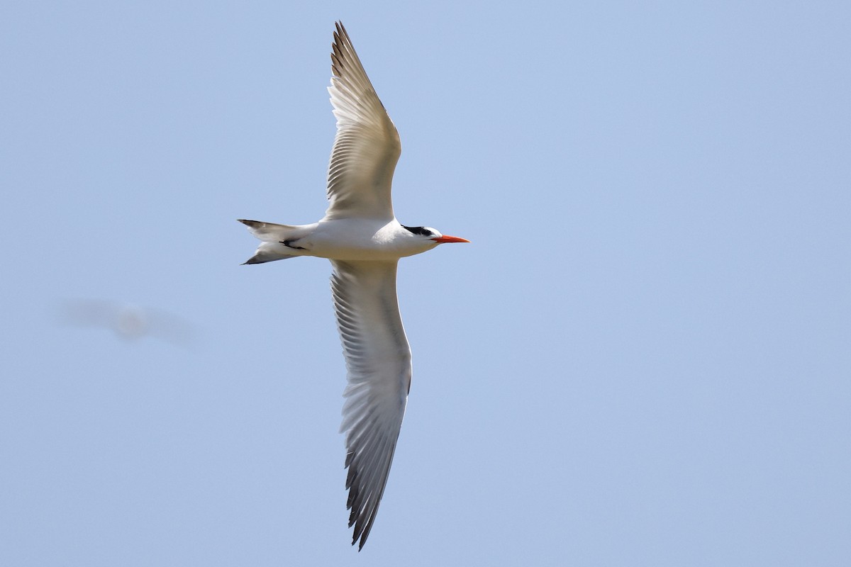 Elegant Tern - ML646083543