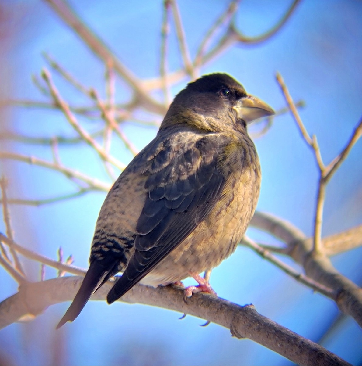 Evening Grosbeak - ML646083544
