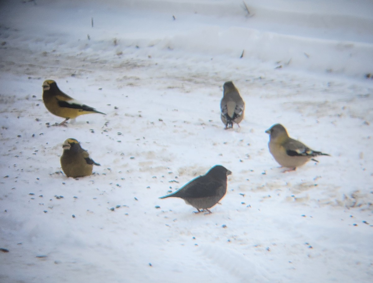 Evening Grosbeak - ML646083545