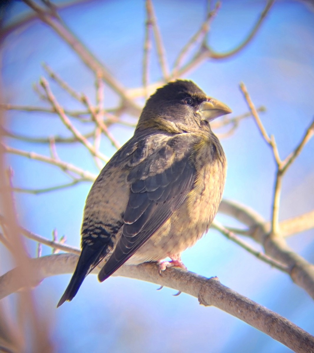 Evening Grosbeak - ML646083546